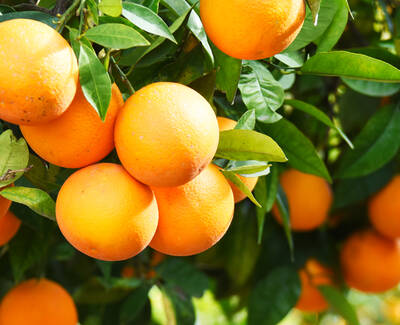 A close-up of a branch with ripe, vibrant oranges surrounded by green leaves.
