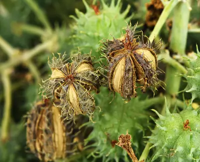 Close-up of spiky, green seed pods with dried, brown husks, surrounded by thorny foliage.