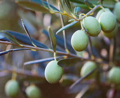 Close-up of green olives growing on an olive tree branch, surrounded by slender leaves.