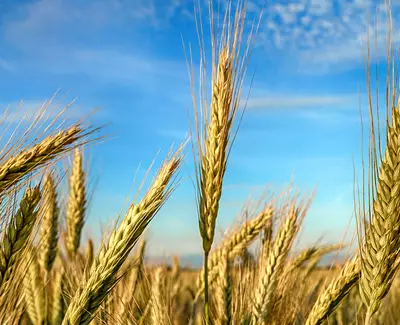 Close-up of golden wheat stalks swaying in the breeze under a clear blue sky.