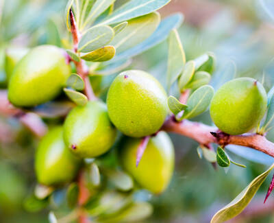 A close-up of green olives growing on a branch among lush green leaves.