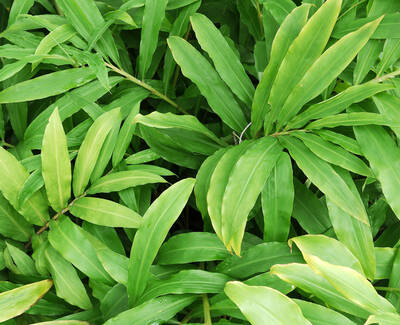 A dense arrangement of lush green leaves with varying shades of green and pointed shapes.