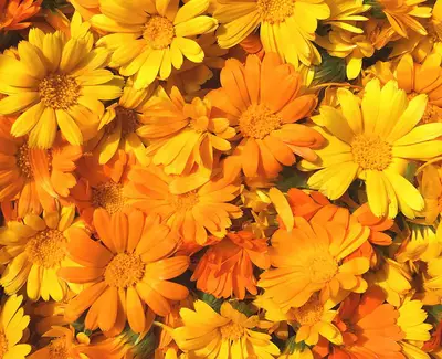 Calendula ekstrakt | Tips