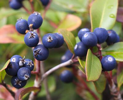 Close-up of dark blue berries clustered among green leaves, with some leaves showing hints of red.