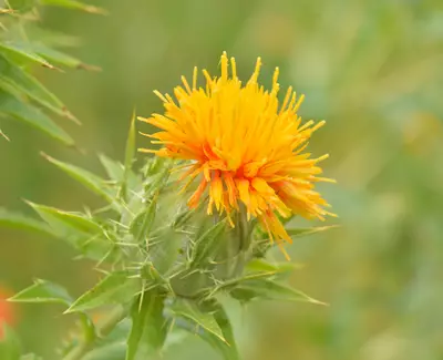 A close-up of a bright orange flower with spiky green leaves and a blurred green background.
