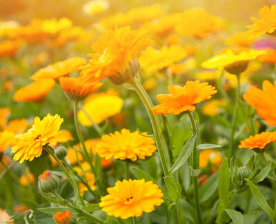A vibrant field of yellow flowers with green leaves, illuminated by warm sunlight.