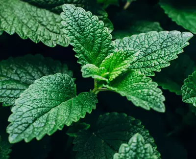 Close-up of vibrant green leaves with textured surfaces arranged in a lush setting.