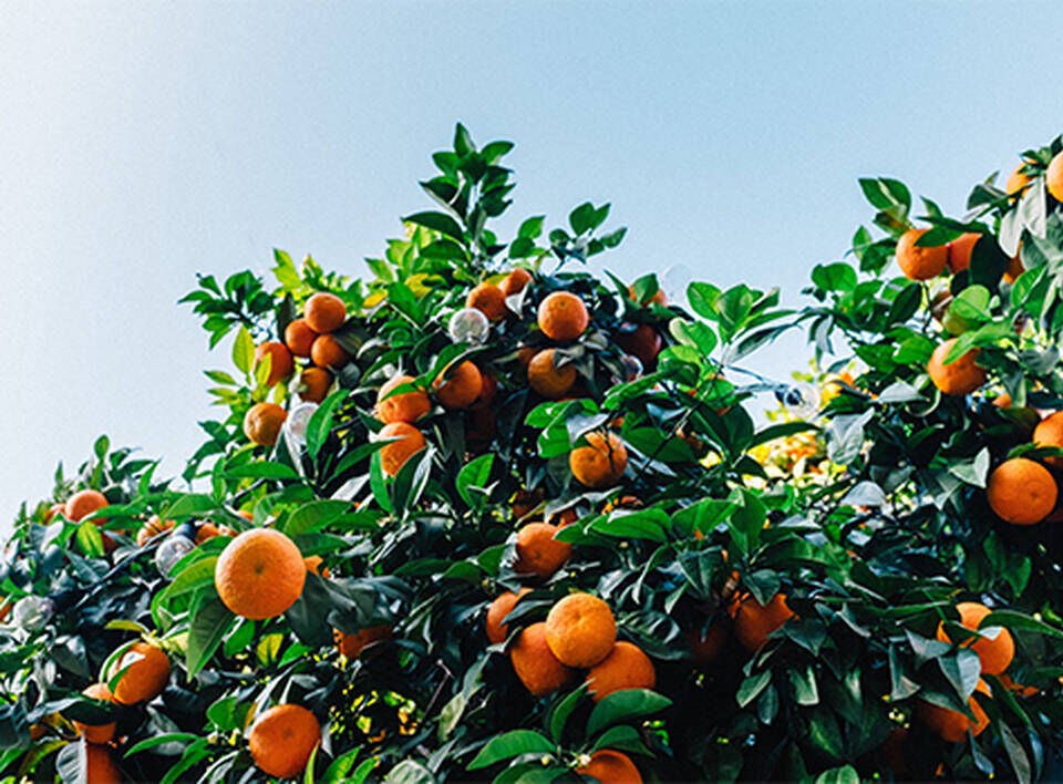 A lush orange tree filled with ripe oranges, set against a clear blue sky.