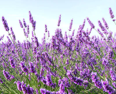 A field of vibrant purple lavender flowers swaying gently in the breeze under a clear blue sky.