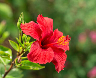 A vibrant red hibiscus flower blooms, surrounded by green leaves with a blurred background of greenery.